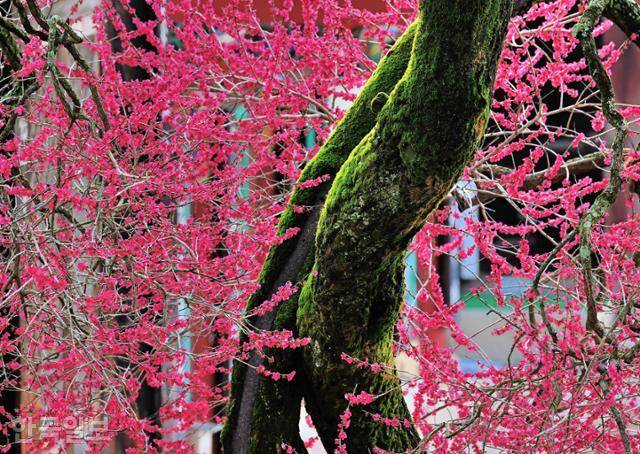 이끼 낀 고목에 붉은 꽃잎이 신비로움을 자아내는 구례 화엄매. 올해는 3월 10일부터 30일까지 화엄매 콘테스트가 예정돼 있다. 왕태석 기자