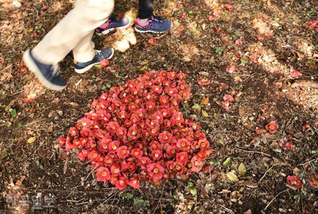 백련사 동백숲에서 여행객들이 떨어진 꽃을 모아 하트 모양으로 장식해 놓았다. 한국일보 자료사진