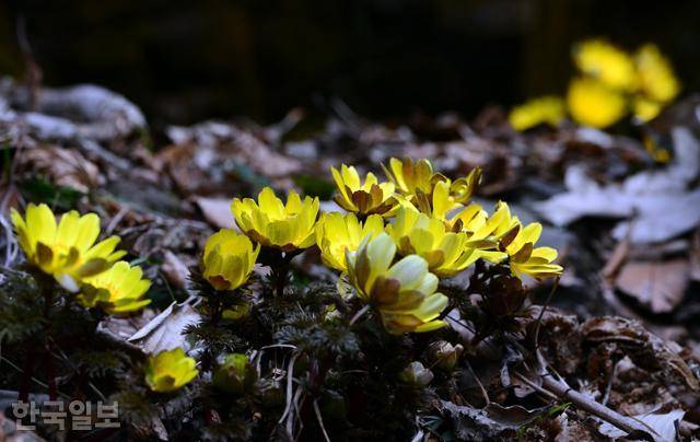 여수 율림치 산자락에 핀 복수초가 갈색 숲을 환하게 밝히고 있다.