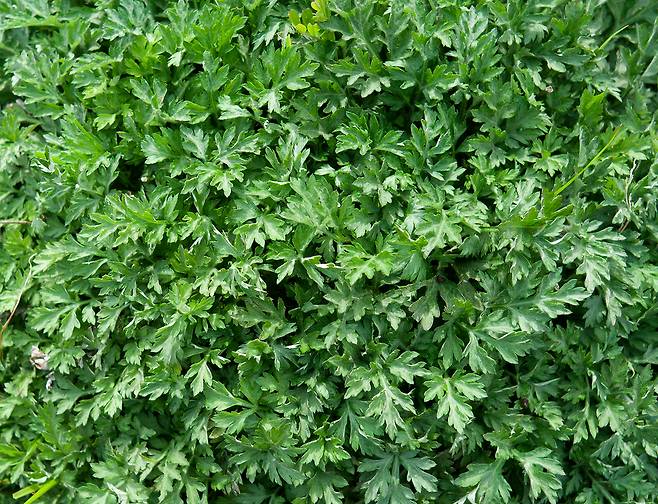 쑥의 일부 성분이 대장암 치료에 효과적이라는 연구 결과가 나왔다.​/사진=클립아트코리아