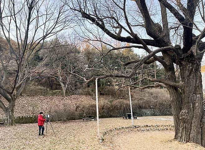 구리시 아천동 은행나무 수령 측정 [구리시 제공. 재판매 및 DB 금지]