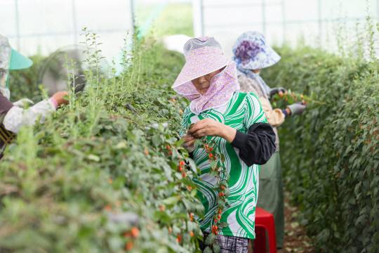 전국 구기자 생산량의 66.1%를 차지하고 있어 국내 최대 주산지인 청양구기자를 운곡면 시설하우스에서 주민들이 수확을 하고 있다.청양군 제공