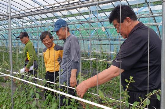 청양구기자연구회장을 맡고 있는 신춘식회장은 청양구기자 재배 선도농가로 청양구기자의 우수성과 발전 가능성을 현장에서 실증적으로 보여주면서 각종 구기자 재배기술의 개발과 실습포 운영 등으로 선진기술을 농가에 보급하고 있다.청양구기자연구회 제공