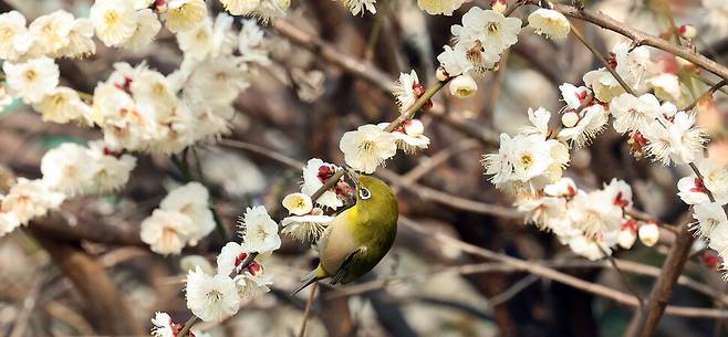 지난 26일 오전 제주시 노형동 한 주택가 매화나무에서 동박새가 활짝 핀 꽃 사이를 오가며 꿀을 빨고 있다. 연합뉴스