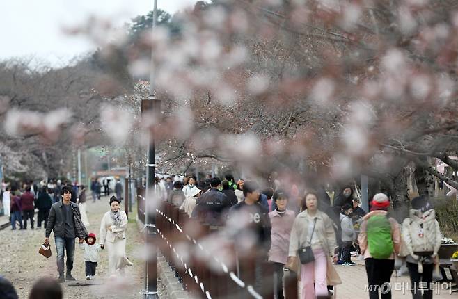 (창원=뉴스1) 윤일지 기자 = 국내 대표 벚꽃 축제인 진해군항제가 열리고 있는 24일 경남 창원시 진해구 경화역공원에서 관광객들이 일부 개화하기 시작한 벚꽃을 보며 즐거운 시간을 보내고 있다.   진해군항제는 오는 4월 1일까지 진해구 일원에서 열린다. 꽃샘추위 증가와 일조시간 부족으로 벚꽃 개화가 예상보다 늦은 것과 관련해 창원시는 축제 기간을 연장하는 방안을 고려하고 있다. 2024.3.24/뉴스1  Copyright (C) 뉴스1. All rights reserved. 무단 전재 및 재배포,  AI학습 이용 금지. /사진=(창원=뉴스1) 윤일지 기자