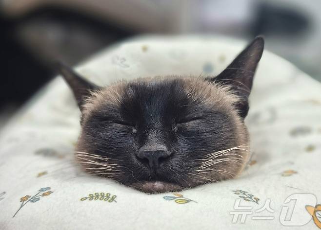 조는 고양이(광명24아이디동물의료센터 제공) ⓒ 뉴스1