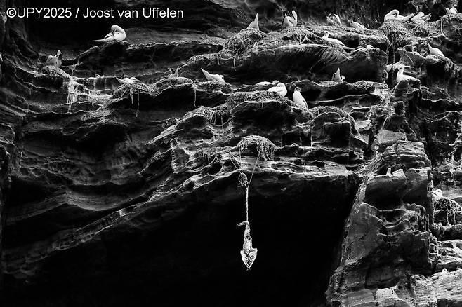 사진작가 요스트 반 우펠렌(Joost van Uffelen)이 촬영한 UPY 2025년 수상작 ‘위태롭게 매달린 생명(Hanging by a Thread)’.[UPY 홈페이지 갈무리]
