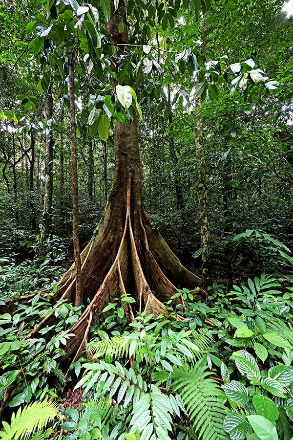 현지에서 '비누앙'이라고 부르는 나무. 높이가 상당히 높다. 나무뿌리가 넓게 퍼진 건 물을 가두기 위한 용도도 있지만 크게 자란 몸체를 지탱하기 위한 용도이기도 하다.