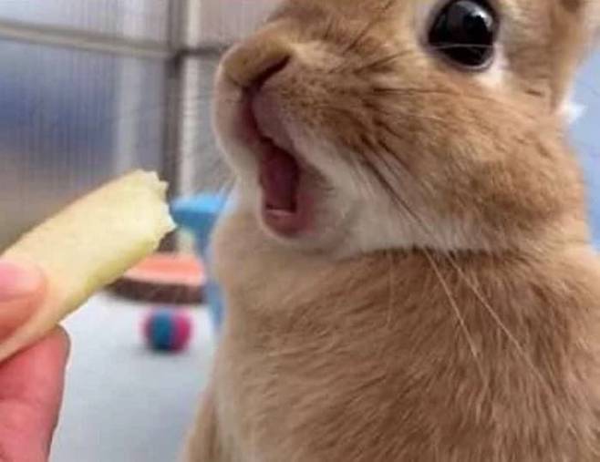 태어나서 처음으로 사과 먹는 아기 토끼