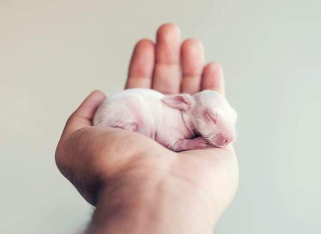 아기토끼의 성장기.jpg