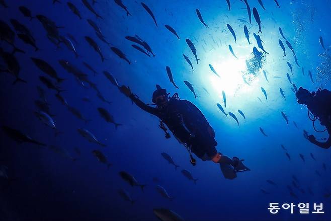 태국 시밀란 국립공원  바닷 속에서 물고기들과 함께 헤엄치는 다이버.
