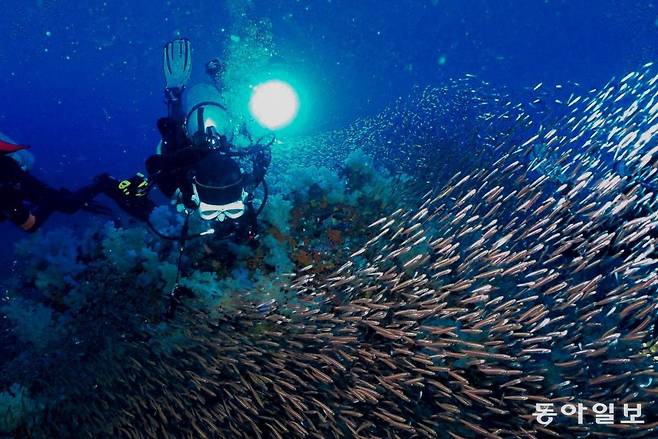 파도처럼, 소나기처럼 흘러다니는 글래스 피쉬.
