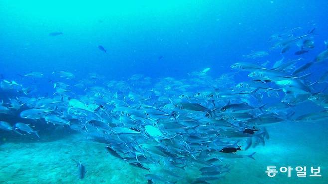 토네이도 기둥처럼 빙글빙글 돌며 스쿨링을 하고 있는 자이언트 트레발리떼.