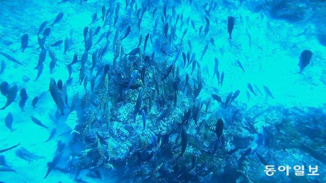 상점이나 은행 털듯이 산호초를 습격한 리슐리외락 마피아 갱단이 다른 사냥터로 이동하고 있다.