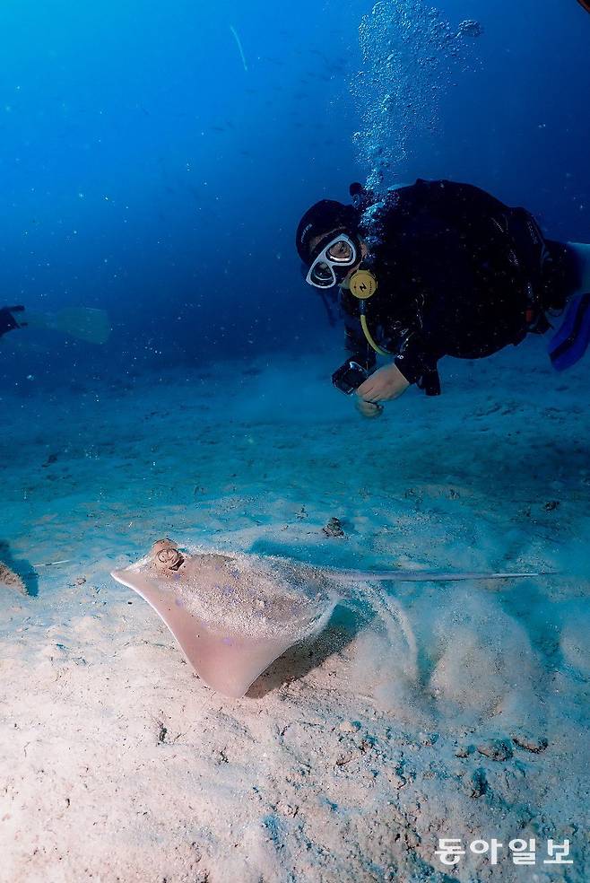 시밀란국립공원 해저 모래바닥에서 만난 가오리(블루 스팟 리본테일 레이)를 촬영하고 있는 본보 전승훈 기자.   Tommy 제공