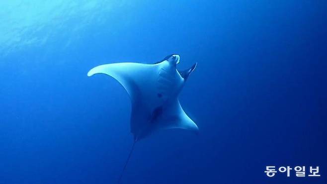 너비가 6~7m에 이르는 거대한 만타 가오리.