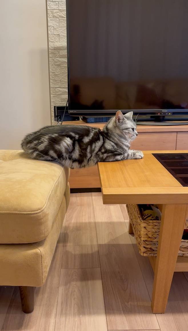 테이블과 쇼파에 앉은 고양이
