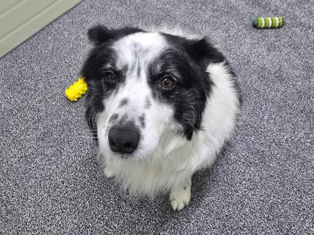 현재 팅커벨프로젝트 중대형견 입양센터 브링미홈에서 지내고 있는 귀남이. 팅커벨프로젝트 제공