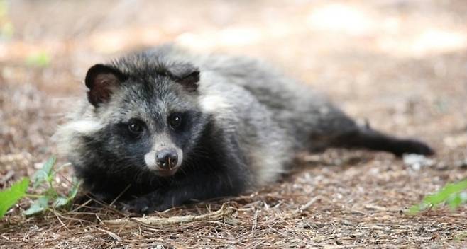 A raccoon dog spotted at the West Seoul Lake Park in Yangcheon-gu, Seoul, in July (Yonhap)