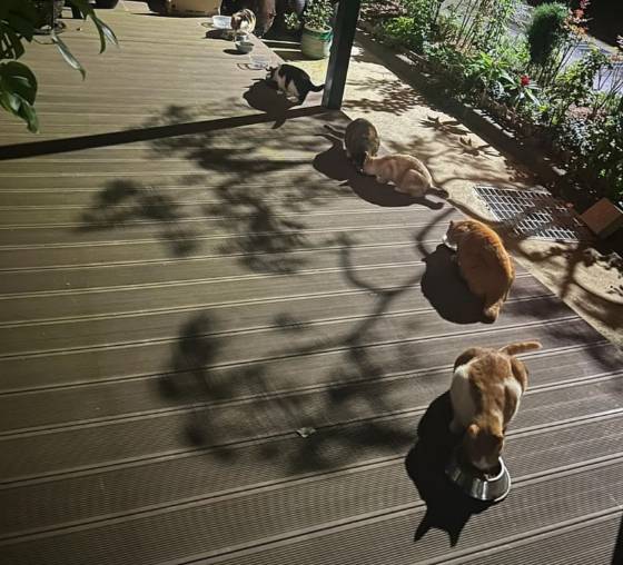 고양이별로 떠난 어린 치즈 냥이를 묻어줄 때, 어디선가 나타나 함께해준 동네 고양이들. 모두 늙어서 죽었으면 좋겠다. 평균 수명이 2~3년도 안 되는 길 위의 존재들에겐 그게 최고의 덕담이다./사진=독자 제공