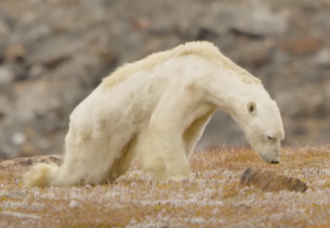 한 북극곰이 앙상한 모습으로 먹이를 찾고 있다.[유튜브 내셔널지오그래픽 채널 갈무리]