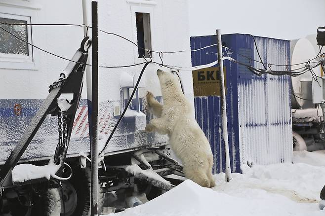 한 북극곰이 먹이를 찾기 위해 민가 일대를 뒤지고 있다.[WWF 제공]