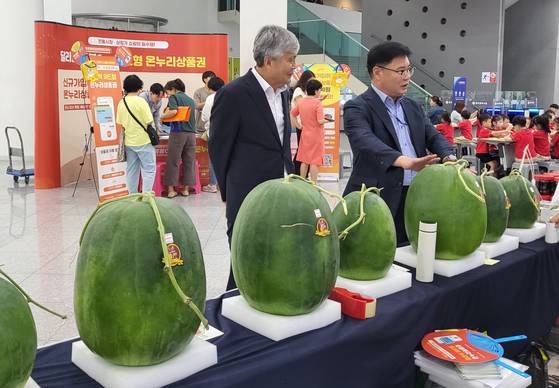 해발 300m 이상 무등산 기슭에서만 자라는 무등산 수박. 압도적인 크기와 특유의 감칠맛을 인정받았지만 수확량이 매년 줄어들고 있다. 사진 광주광역시