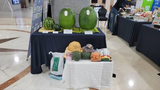 해발 300m 이상 무등산 기슭에서만 자라는 무등산 수박. 압도적인 크기와 특유의 감칠맛을 인정받았지만 수확량이 매년 줄어들고 있다. 사진 광주광역시