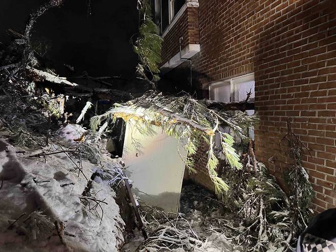 폭설에 쓰러진 나무 [강원특별자치도소방본부 제공. 재판매 및 DB 금지]