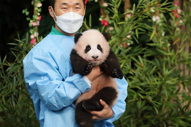 강철원 주키퍼가 푸바오를 소개하고 있다. /사진=뉴스1