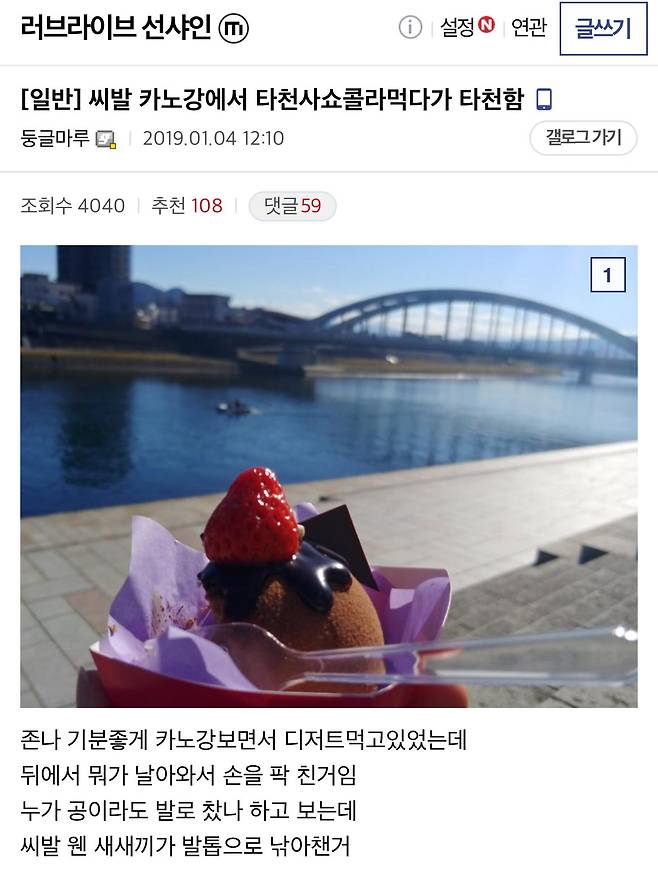 요즘 일본에서 서식하는 솔개,독수리 맹금류들 근황