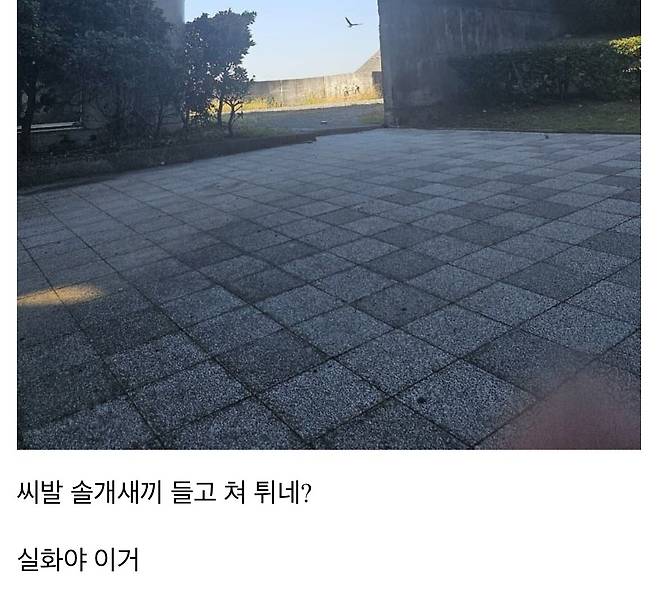 요즘 일본에서 서식하는 솔개,독수리 맹금류들 근황
