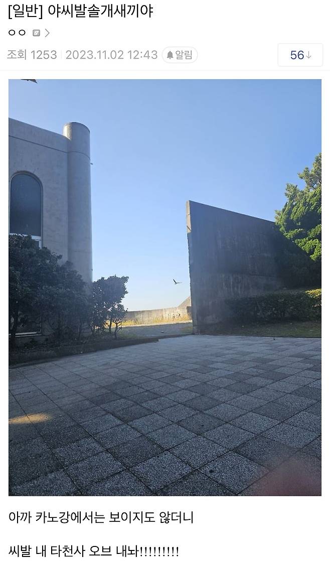 요즘 일본에서 서식하는 솔개,독수리 맹금류들 근황