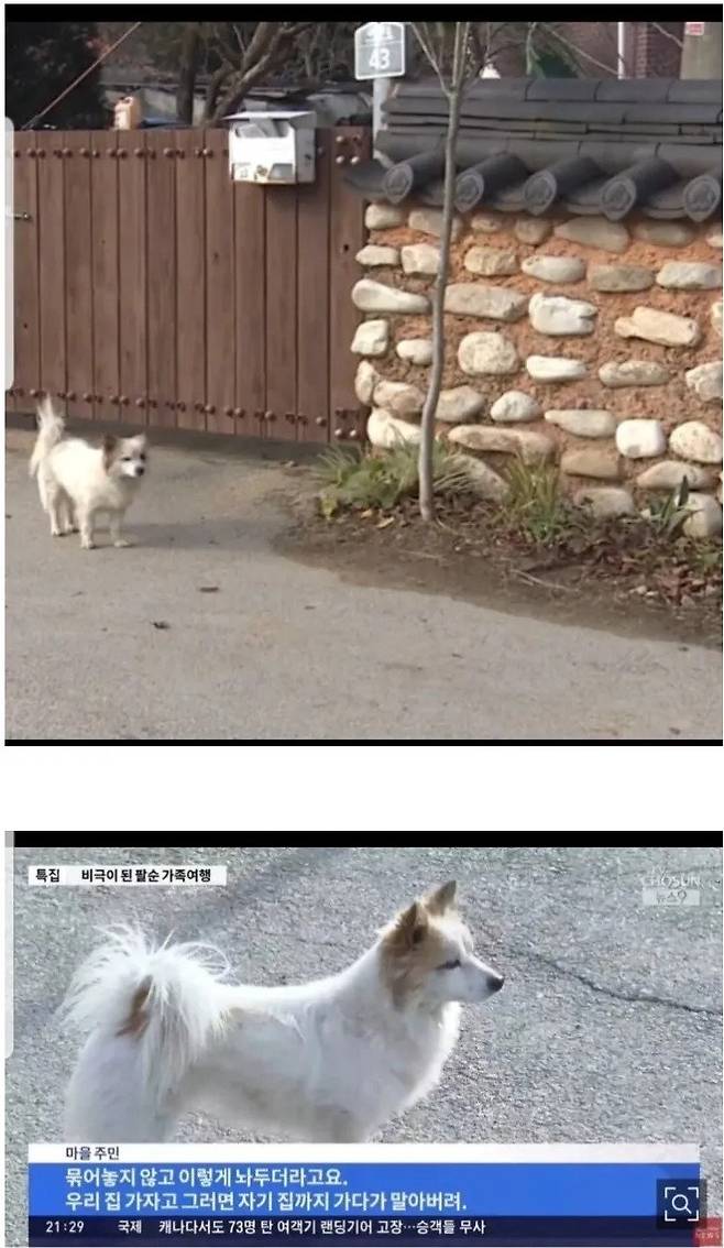 제주항공 사고로 온가족을 모두 잃은 강아지 근황