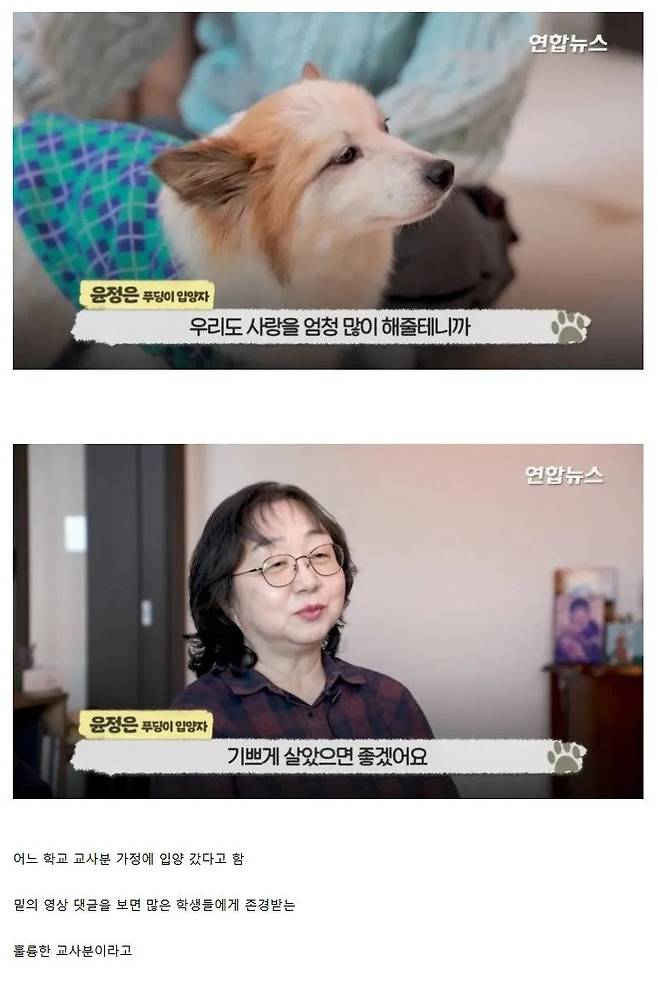 제주항공 사고로 온가족을 모두 잃은 강아지 근황