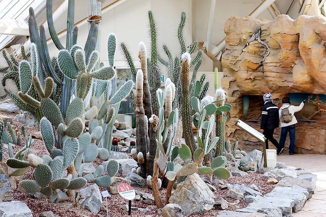 사막관의 선인장 [사진/임헌정 기자]