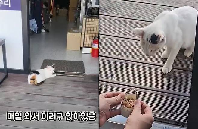새끼들에게 줄 밥 동냥 하러 매일 가게를 찾아온 어미 고양이 (청주 아라골프샵 제공) ⓒ 뉴스1