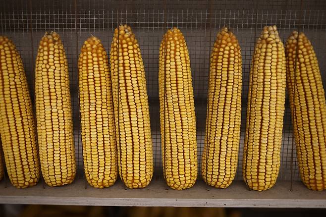 미국산 옥수수  [연합뉴스 자료사진. 재판매 및 DB 금지]