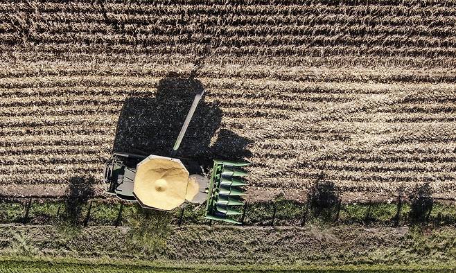미국의 대두 밭 [AFP 연합뉴스 자료사진. 재판매 및 DB 금지]