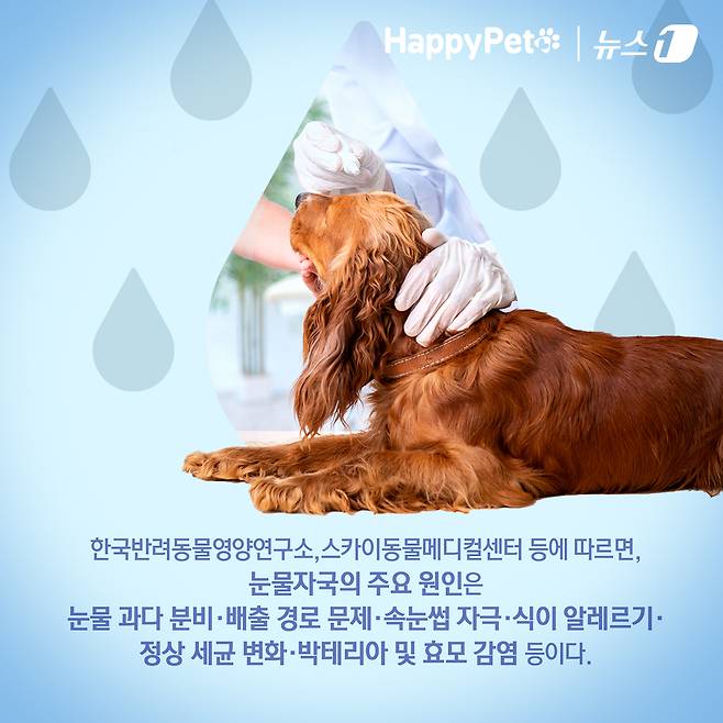 ⓒ News1 김초희 디자이너