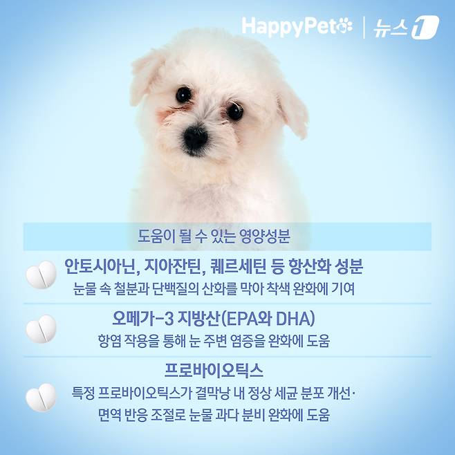 ⓒ News1 김초희 디자이너