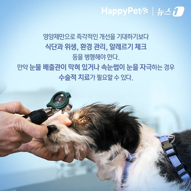 ⓒ 뉴스1 김초희 디자이너