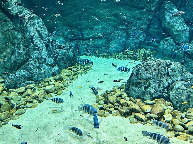 KakaoTalk_20250307_055303207.jpg [여행기]44일간 미국여행 32~33 / 애틀란타