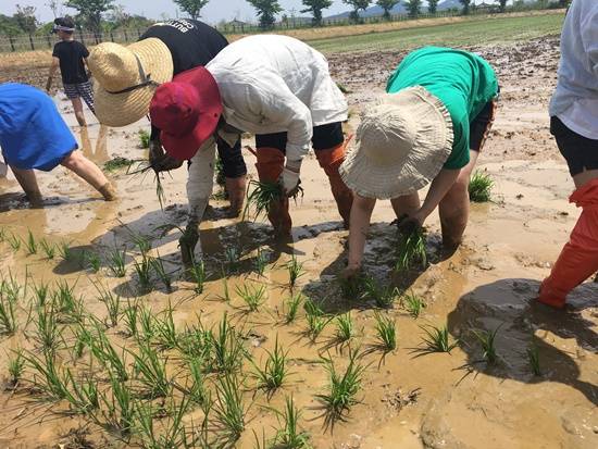 전남농업박물관 모내기 체험 사진.[헤럴드DB]