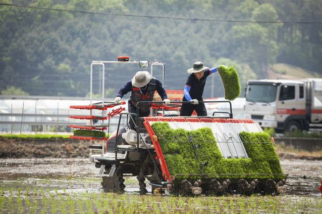 모내기 모습.[헤럴드DB]