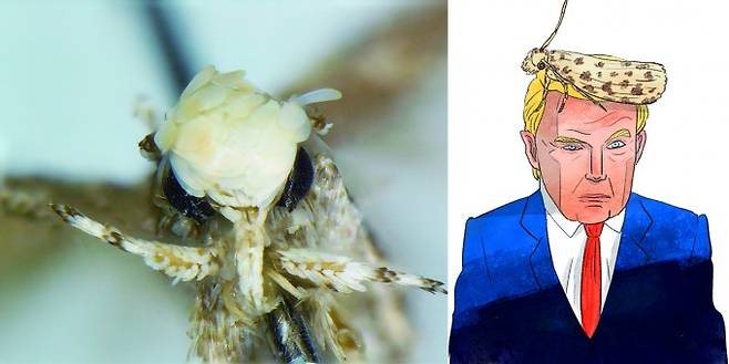 미국 대통령 도널드 트럼프의 이름을 딴 나방 '네오팔파 도널드트럼피'.작명자는 머리의 노란 비늘이 트럼프 대통령의 머리 모양과 비슷하다고 언급했다.ZooKeys 제공