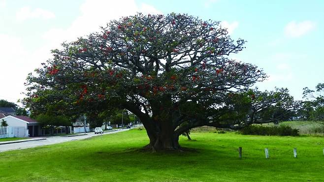 붉은 꽃을 피운 '에리트리나 아프라' 나무의 모습. 아프리카 동남부가 원산지인 나무로 이전에는 '에리트리나 카프라'로 불렸다. 카프라(caffra)라는 표현이 인종차별적인 어원을 가지고 있어 2024년 7월 국제식물학회에서 학명을 바꾸기로 결정됐다. Andrew Higgs 제공