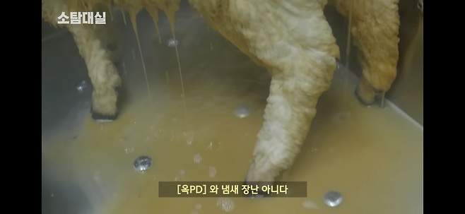 IMG_5437.png 갈색 털 상태의 양을 씻기면.jpg