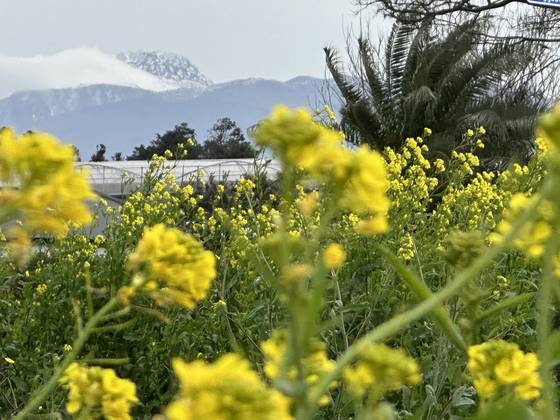 지난해 2월 28일 제주시 애월읍의 유채꽃밭. 최충일 기자
