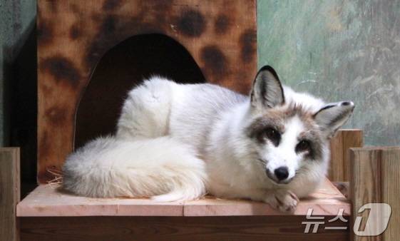 전북 전주시동물원에 새 보금자리를 갖게 된 '마블폭스'. 2025.3.9/뉴스1 신준수 기자